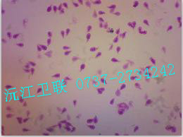 賈第蟲(chóng)滋養(yǎng)體